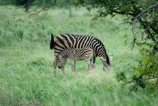 Zebra (28 von 28).jpg